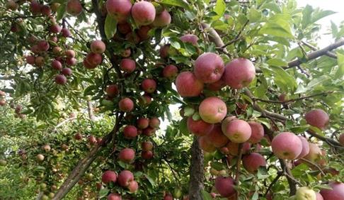 پروانه حدمجاز آلاینده ها برای محصول سیب درختی صادر شد